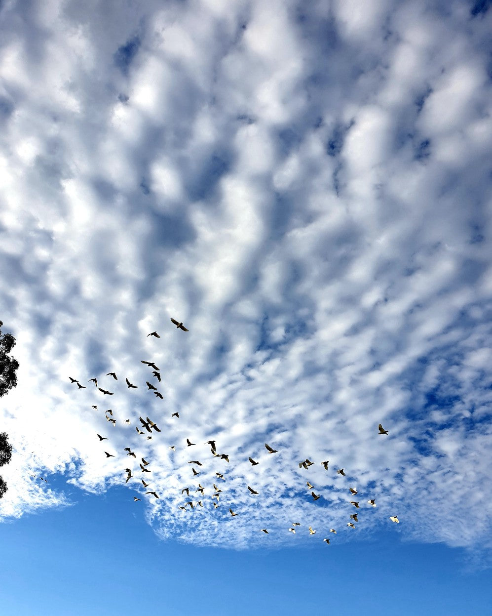 B.Sky 102608