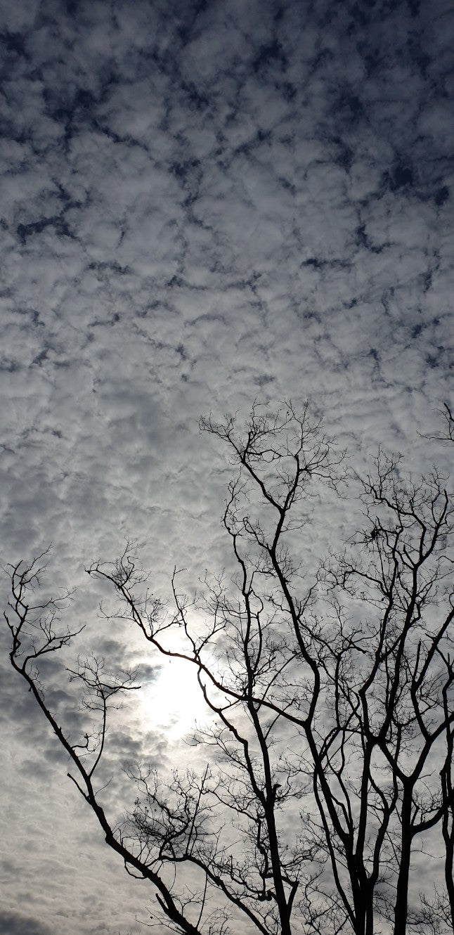 B.Nature 124158