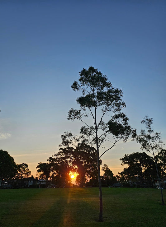 C.Sunset 183254