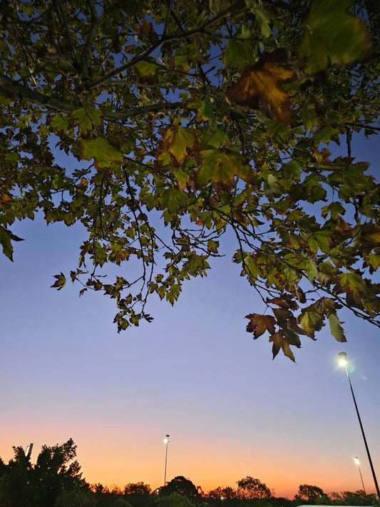 C.Sunset 173003