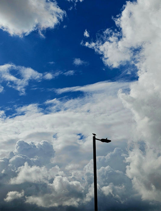 Sky 114031