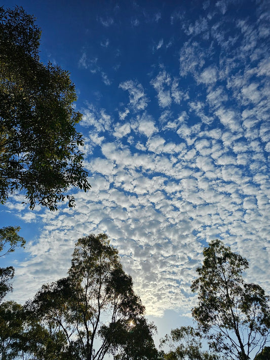 Sky 175516